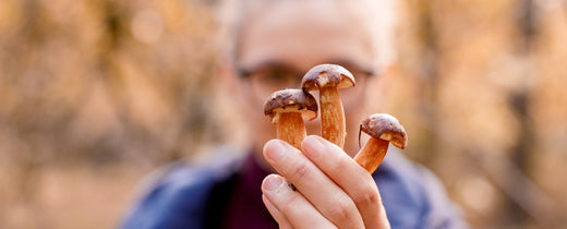 Why Mushrooms are the #1 Superfood in 2025