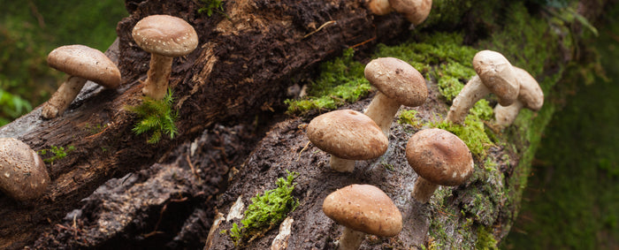 Shiitake Mushrooms Cooking Guide: Recipes, Storage Tips, and Health Benefits